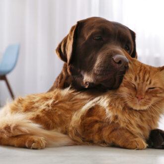kot i pies razem