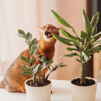 kot gryzacy roślinę