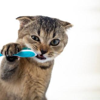 mycie zębów kotu