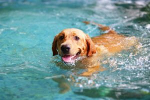 pływający pies