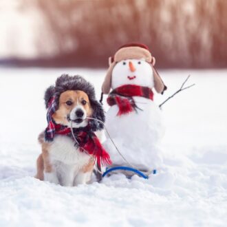 pies bawiący się na śniegu