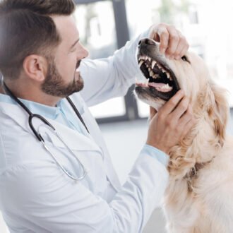 weterynarz bada psu zęby