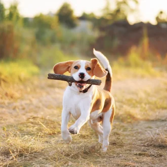 Pies beagle – charakter, usposobienie, opis rasy