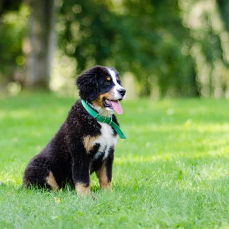 Berneński pies pasterski – ile żyje, waga, opis rasy