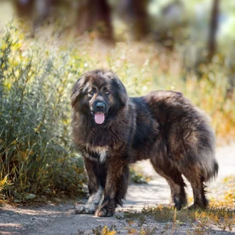 Pies kaukaz (owczarek kaukaski) – charakter, waga, opis rasy