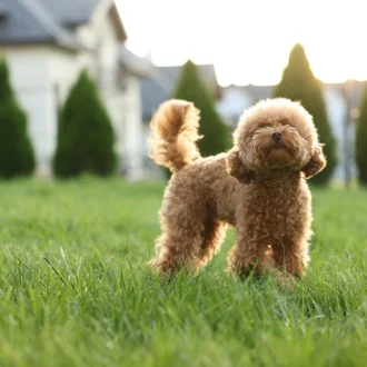 Pies maltipoo – opis rasy, charakter, żywienie