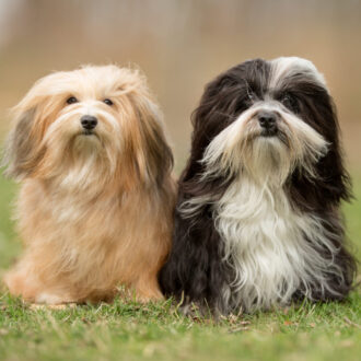 Pies hawańczyk – opis rasy, jak wygląda