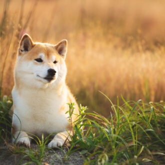 Pies akita – jak wygląda, charakter, opis rasy