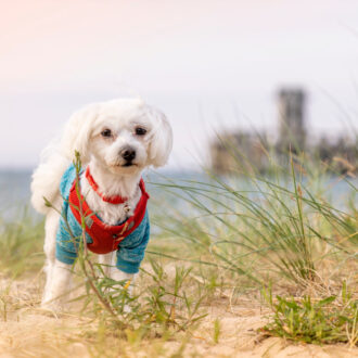 Pies maltańczyk – jak wygląda, ile żyje, koszt