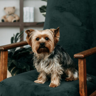 Pies york – jak wygląda, ile żyje i jaki ma charakter? Kompleksowy opis rasy